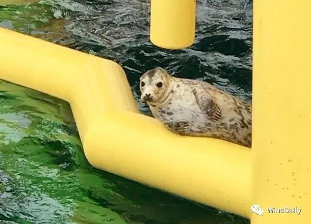 海上風(fēng)電破壞海洋生態(tài)？海豹：想多了！
